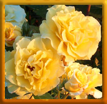 three roses