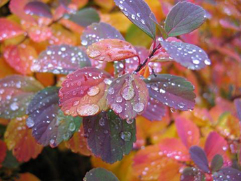 herbst
