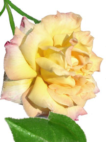 yellow rose